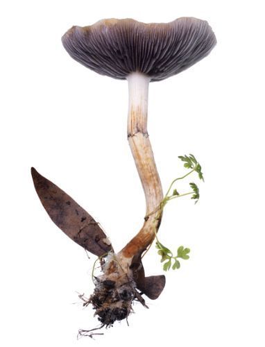 Mushroom 20